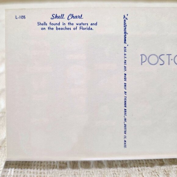 Vintage Shell Chart Waters Beaches of Florida Lusterchrome Tichnor Postcard UNP - Picture 5 of 7